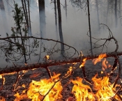 Пожарные-добровольцы принимают участие в тушении лесных пожаров